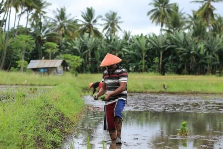 Musim Hujan Baru Maksimal di Bulan November, Petani NTT Diimbau Jangan Cepat Tanam