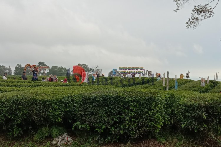 Kebun Teh Sidamanik, Destinasi Wisata Akhir Pekan dengan Udara Sejuk