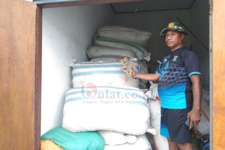 6 Ton Rumput Laut Gagal Diselundupkan ke Makassar