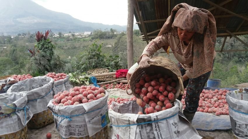 Harga Sayur Belum Stabil Menjelang Desember
