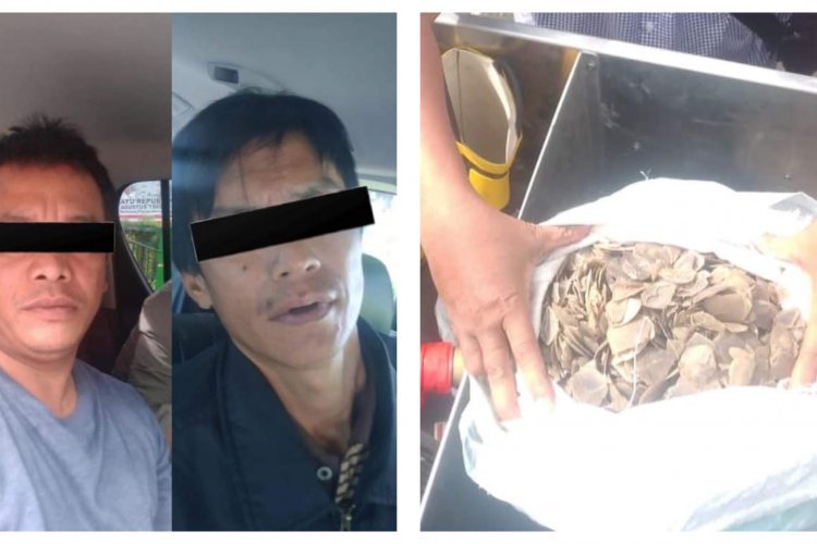 Polisi Bekuk Dua Pelaku Penjual Sisik Trenggiling di Berastagi