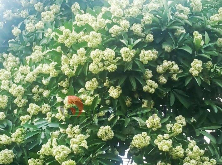 Terjawab, Bau Bunga di Jalan Kota Medan Ternyata Karena Ini