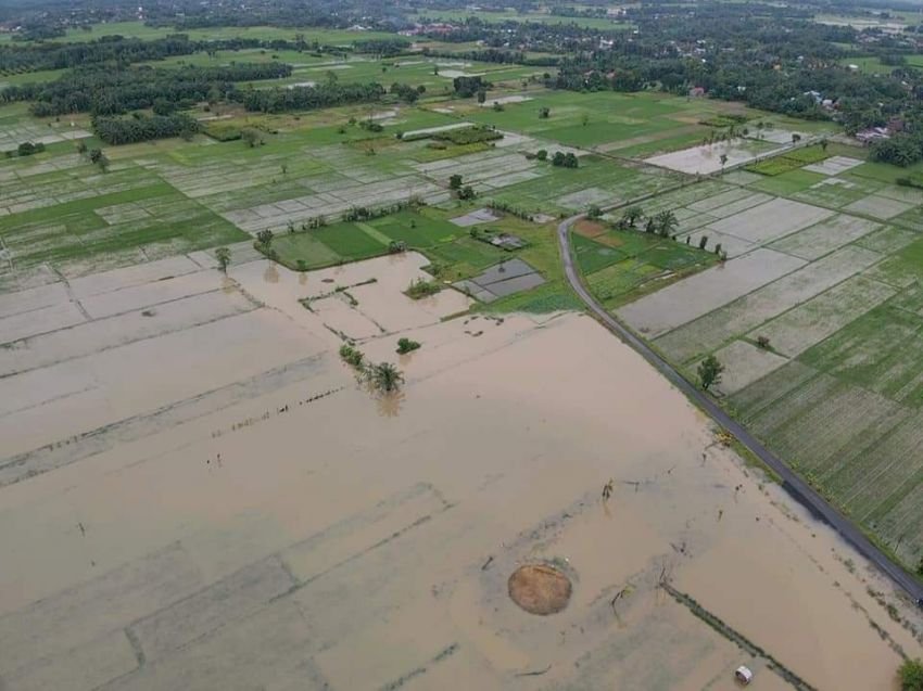 Tanggul Sungai Jebol, Ratusan Hektar Areal Pertanian Terendam di Hamparan Perak