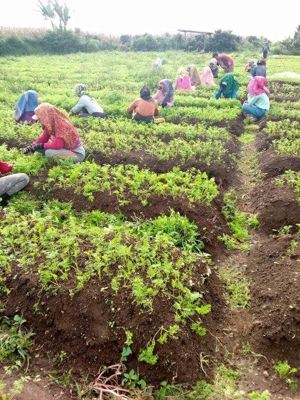 Harga Sayur Dipresiksi Mulai Stabil