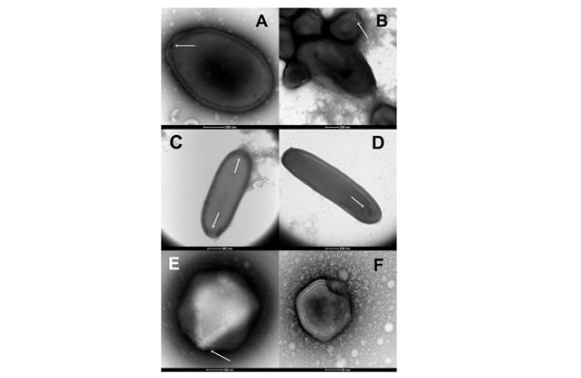 &lsquo;Virus Zombie&rsquo; Berusia 48.500 Tahun Dihidupkan Lagi Oleh Ilmuan