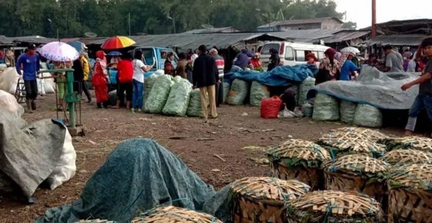Harga Daun Prei Tembus Rp 25 Ribu, Petani Berbahagia Sambut Nataru