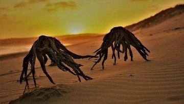 Viral Kemunculan Makhluk Mirip Alien di Afrika Selatan, Ini Fotonya