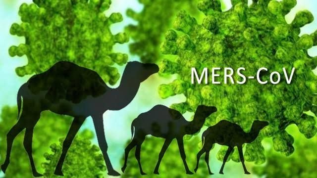 Waspada Flu Unta di Piala Dunia 2022