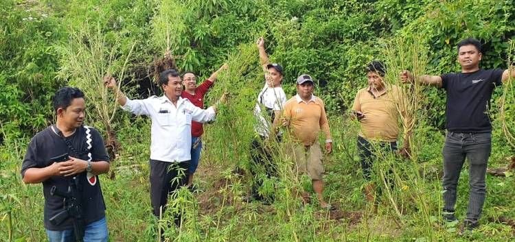 Pemilik Ladang Ganja di Sibatu-batu Masih Buron