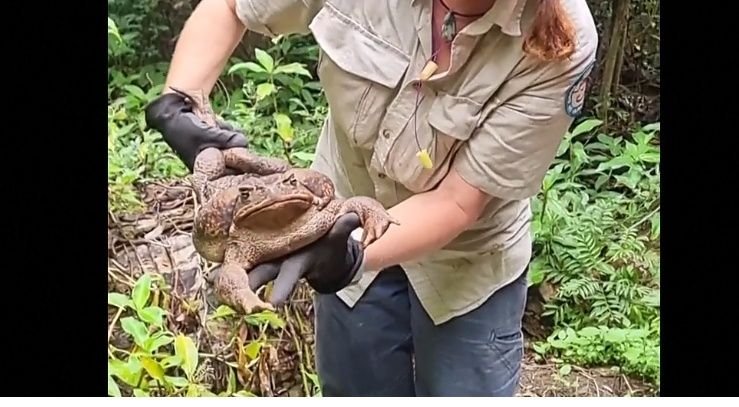 Kodok Raksasa Seberat 2,7 Kilogram Disuntik Mati