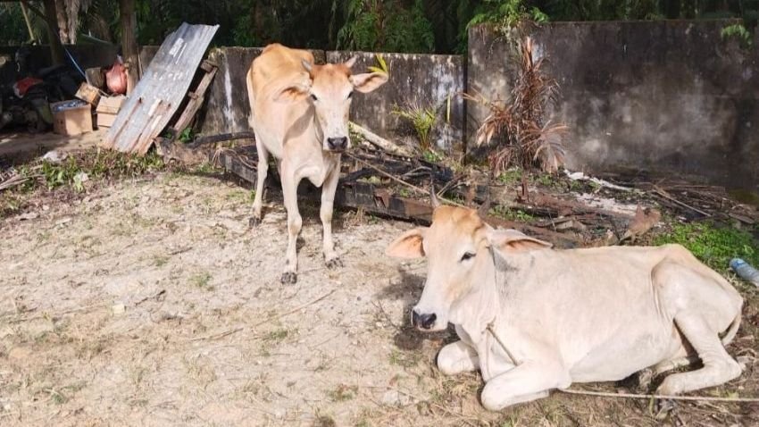 Pencuri dan Penadah Lembu Berhasil Diringkus Polisi, Dua Ekor Disita Sebagai Barang Bukti