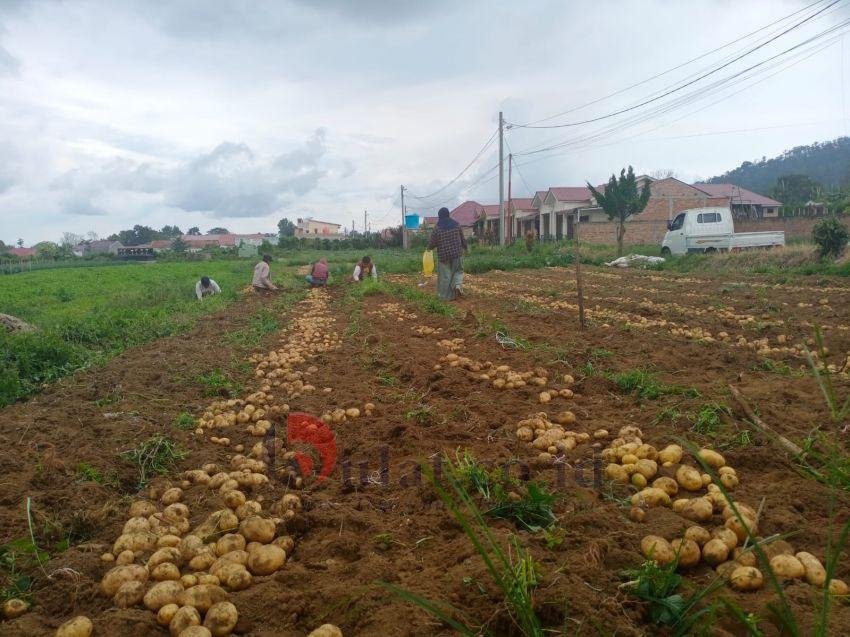 Harga Sayur Mayur di Karo Alami Penurunan Harga