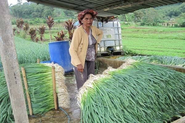 Harga Daun Bawang Turun, Hanya Rp5.000 Per ilogram