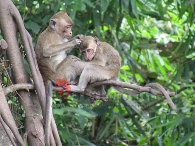 Mengenal Wippas yang Dihuni Ratusan Monyet di Pemalang