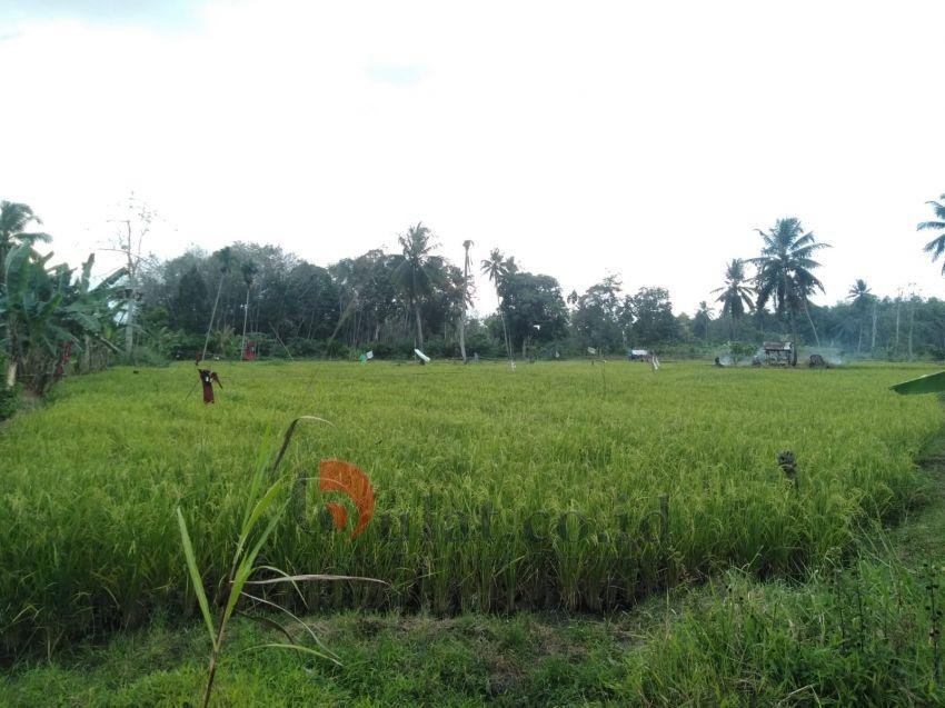 PTI Madina Minta Kaji Ulang Kesepakatan Harga Gabah Padi dari BPN