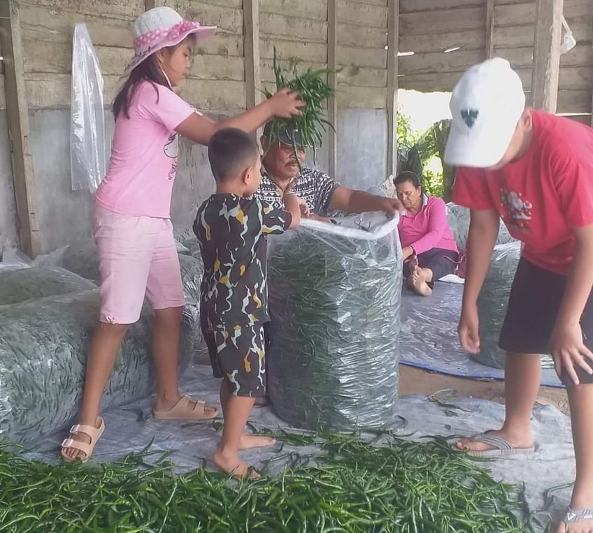 Harga Sayur di Karo Masih Alami Penurunan