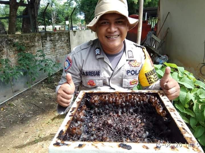 Pulihkan Ekonomi Masyarakat, Brigadir JA Siregar Kembangkan Budidaya Lebah Kelulut