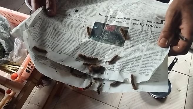 Ribuan Ulat Bulu Serbu Rumah Warga di Desa Sei Nangka Asahan