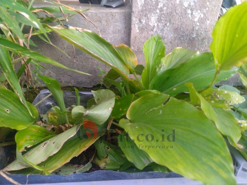 Kunyit Hitam Jenis Tanaman Langka Kini Mulai Banyak Ditanam Warga Purbalingga