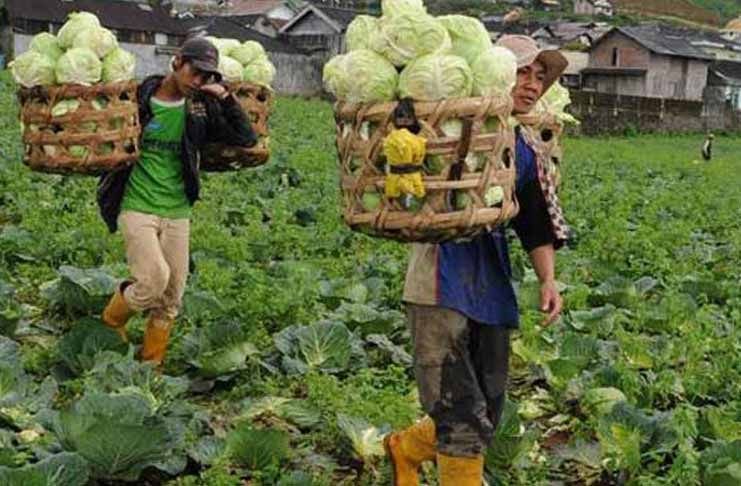 Harga Sayur Turun, Ini Daftar Harganya