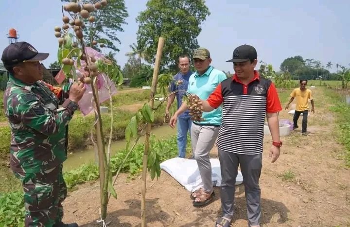 Masyarakat Bisa Bebas Petik Buah Kelengkeng di Agrowisata Kota Pekalongan