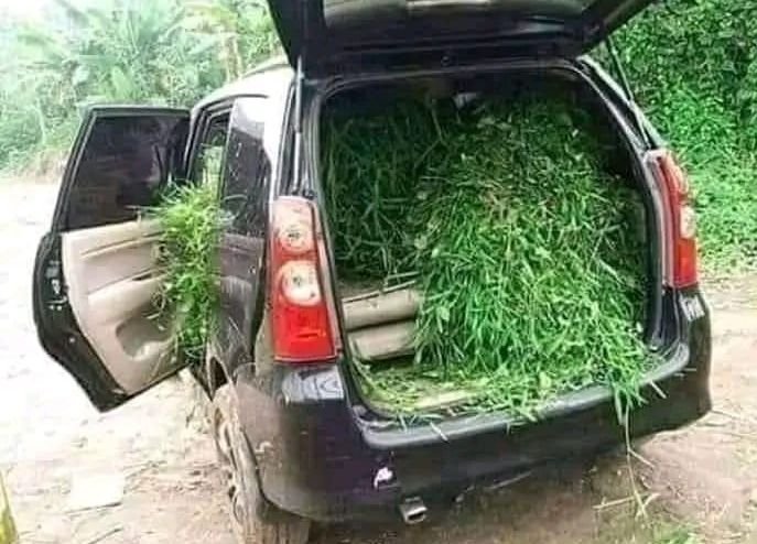 Warga Unik, Mencari Rumput Pakan Ternak Menggunakan Mobil Avanza