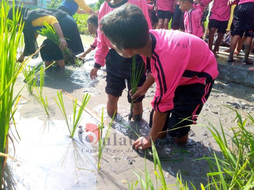 Berwisata Sambil Belajar Mengenal Sawah di Pemalang