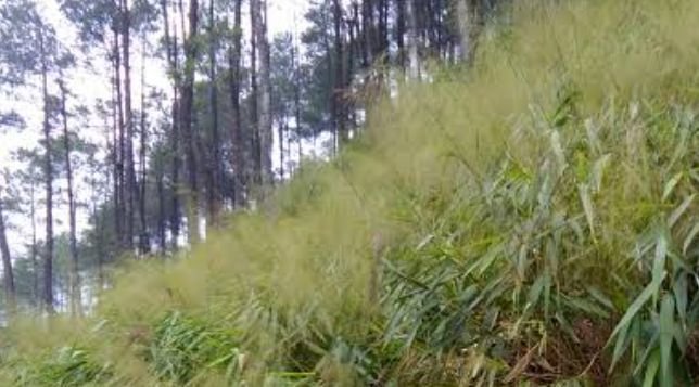 Kembang Glagah Komoditi Unggulan di Kabupaten Purbalingga