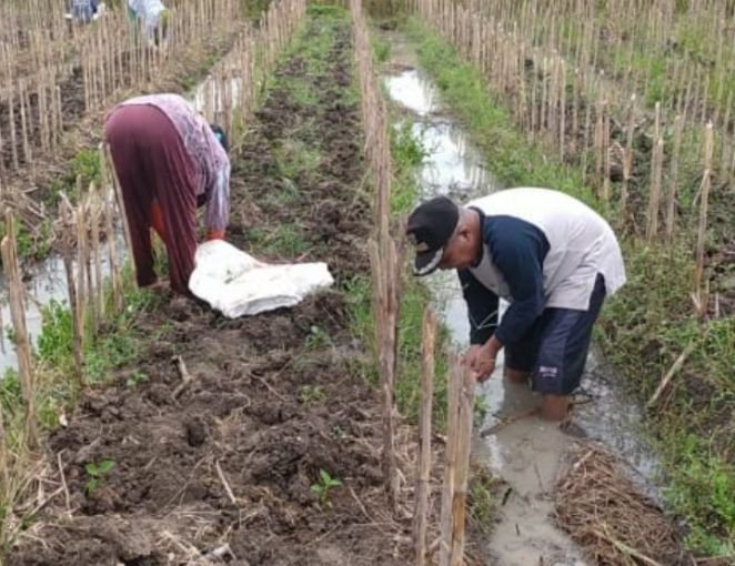 Kades Bojongnangka Pemalang Bertani Cabai