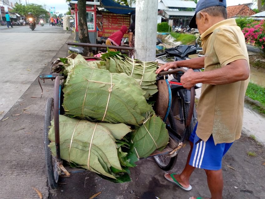 Daun Pohon Jati Masih Banyak Diminati Para Pedagang