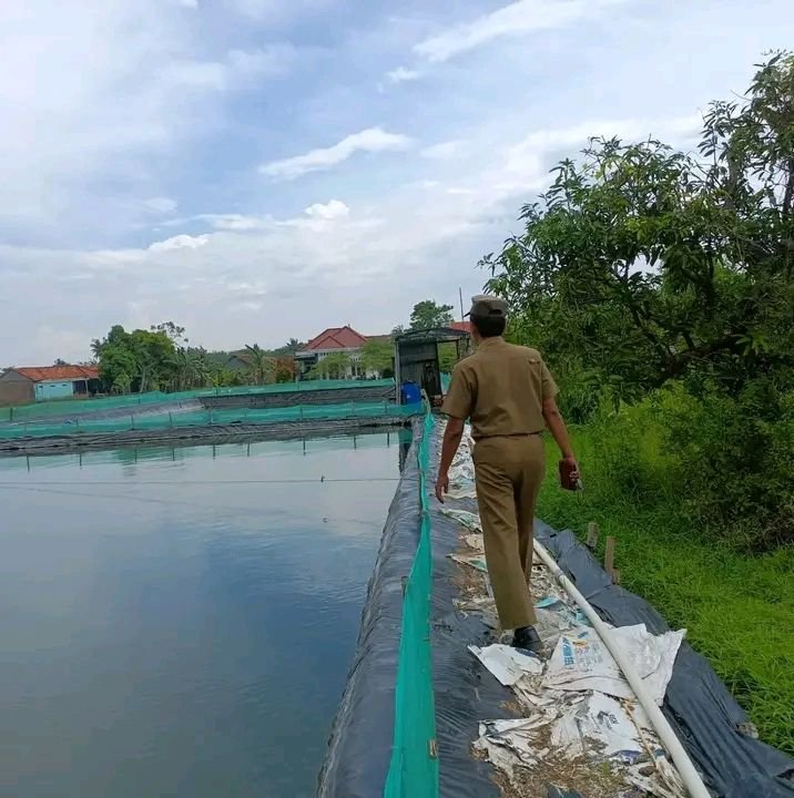 Cemari Area Persawahan, Pengusaha Tambak Didatangi Satpol PP