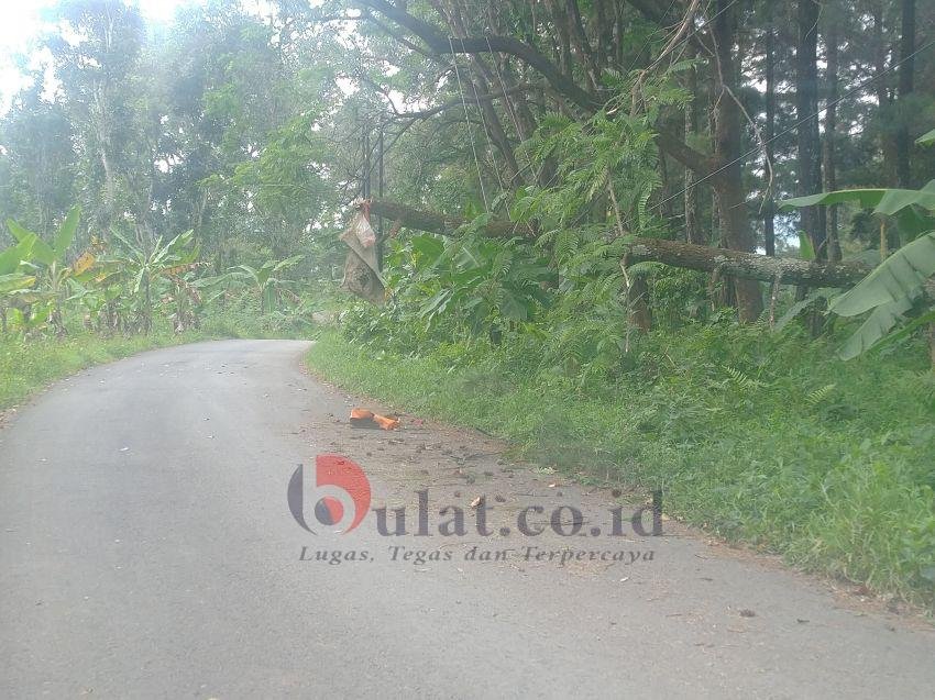 Hati-hati, Ada Pohon Pinus Roboh di Jalan Raya Jatingaran