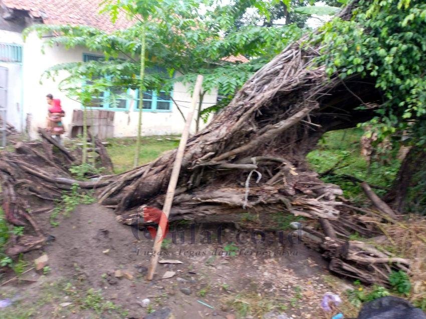 Misteri Beringin Tumbang di Jalur Lingkar Utara Kabupaten Pemalang