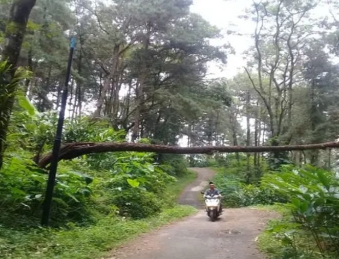Sudah Satu Bulan Pohon Tumbang Dibiarkan di Desa Simpur