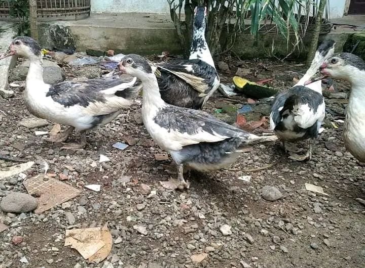 Harga Entok Capai Rp150.000 Per Ekor