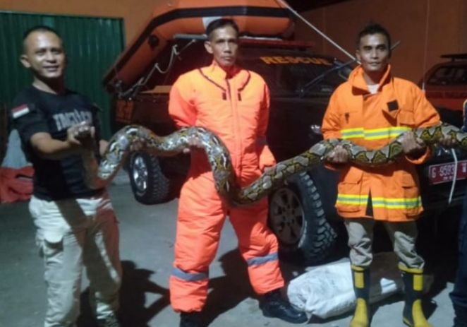 Ular Sanca Besar Gegerkan Warga Pedurungan