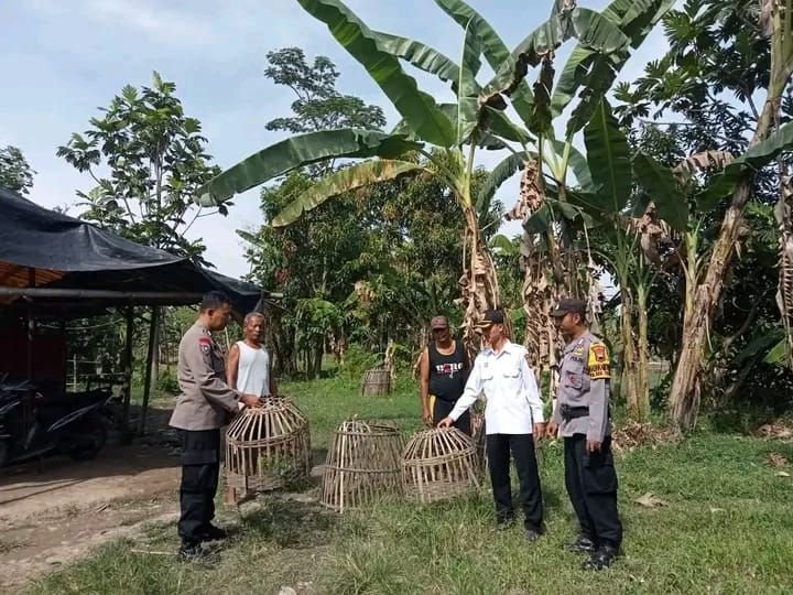 Bersihkan Bulan Suci Ramadan, Jajaran Polsek Comal Gerebek Arena Judi Sabung Ayam