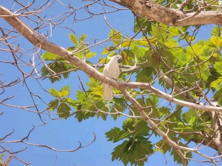 Pulau Masakambing Sumenep Punya Beka Hutan yang Hampir Punah