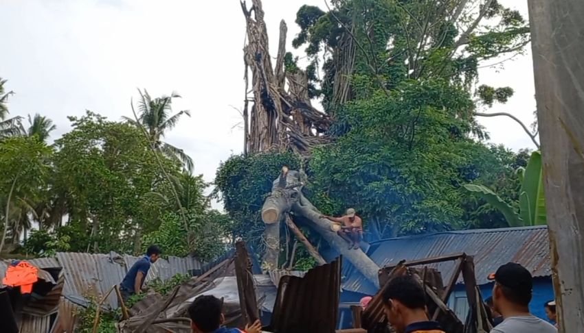 Pohon Tua Tumbang, Dua Rumah Warga di Madina Alami Rusak Berat