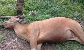 Korsleting Listrik 2 Sapi Betina dan 15 Ayam Hangus Terbakar di Sumenep