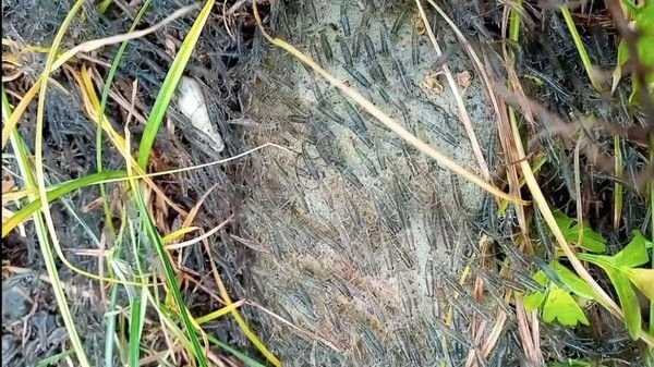 Gerombolan Udang Serbu Pemukiman Warga di Gorontalo