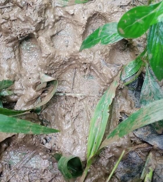 Jejak Kaki Harimau Ditemukan di Kebun Warga di Madina