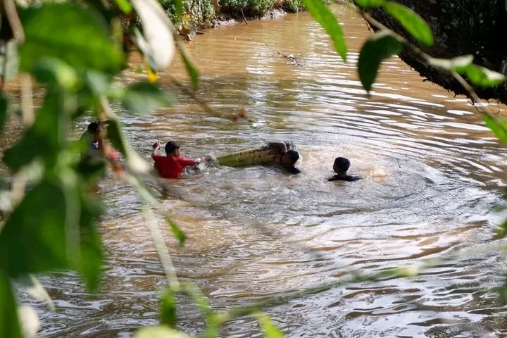 Ratusan Warga Antusias Berebut Ikan di Bendungan Sungai Rengas
