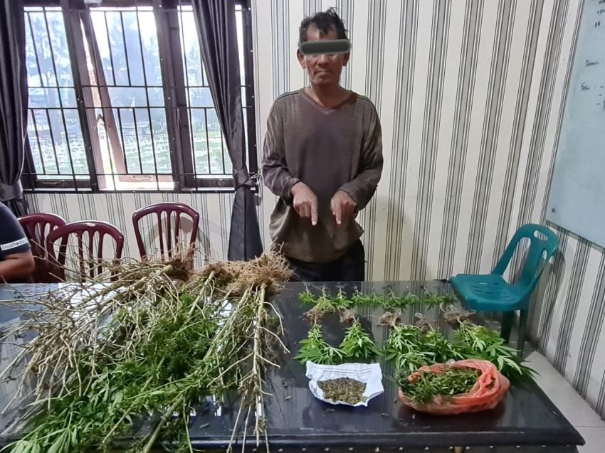 Pria Lansia Masih Nekat Tanam Ganja
