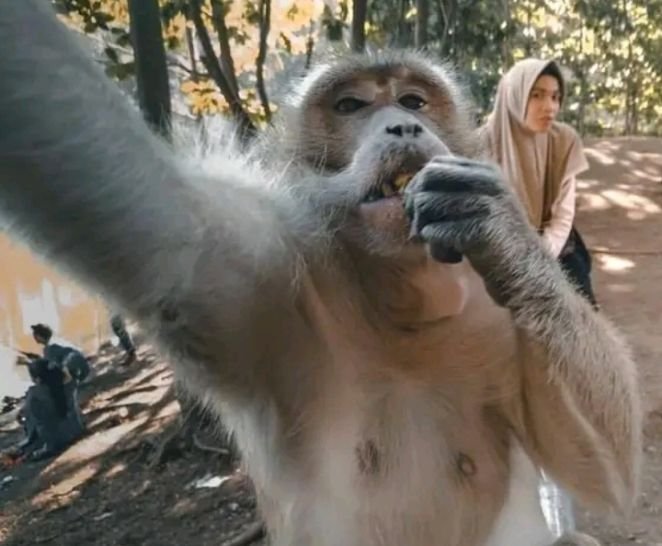 Heboh, Monyet di Wippas Pemalang Pandai Berselfi Ria