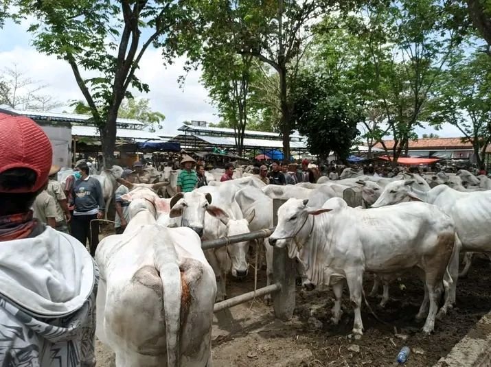 Pastikan Kondisi Sehat, DKPP Pamekasan Sasar Rumah Peternakan Hewan dan Pasar