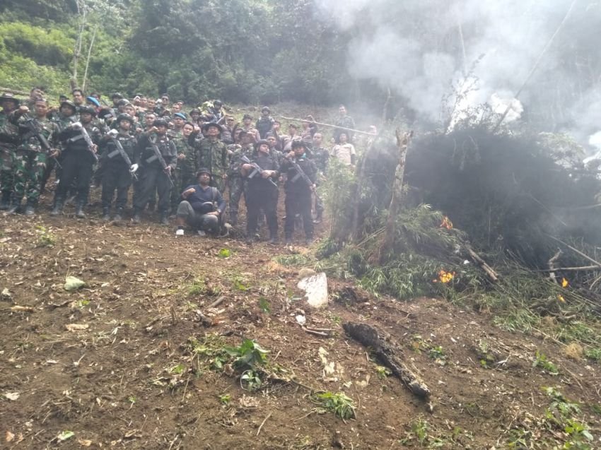 BNN Musnahkan Ladang Ganja di Mandailing Natal