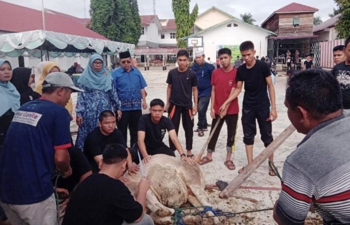 Rayakan Idul Adha 1444 H Alumni Dan KB SMAN 1 Psp Sembelih 5 Sapi Kurban