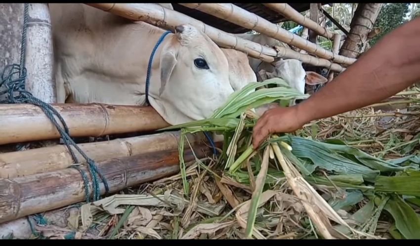 Jelang Idul Adha, Harga Sapi Qurban di Madina Naik Hingga Rp 2 Juta Perekor