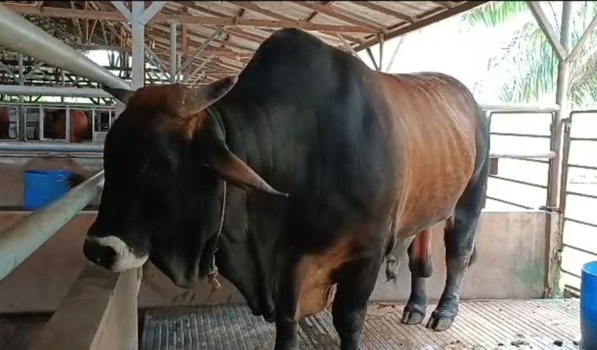 Ini Penampakan Sapi Kurban Berbobot 1 Ton Milik Presiden Jokowi Untuk Sumut